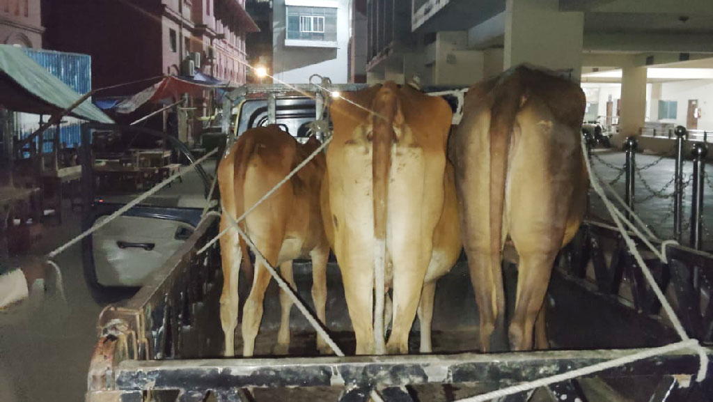 আদালতে চোরাই গরুর নিলাম, কিনলেন আইনজীবী