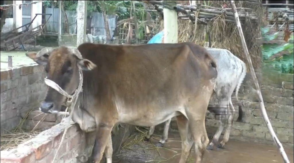 কুড়িগ্রামে খুরারোগে মরছে গরু, দুশ্চিন্তায় খামারিরা