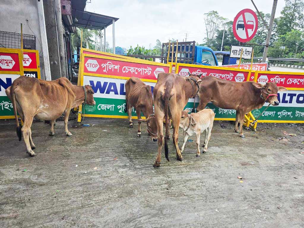 মির্জাপুরে ৫ চোরাই গরুসহ আটক ১