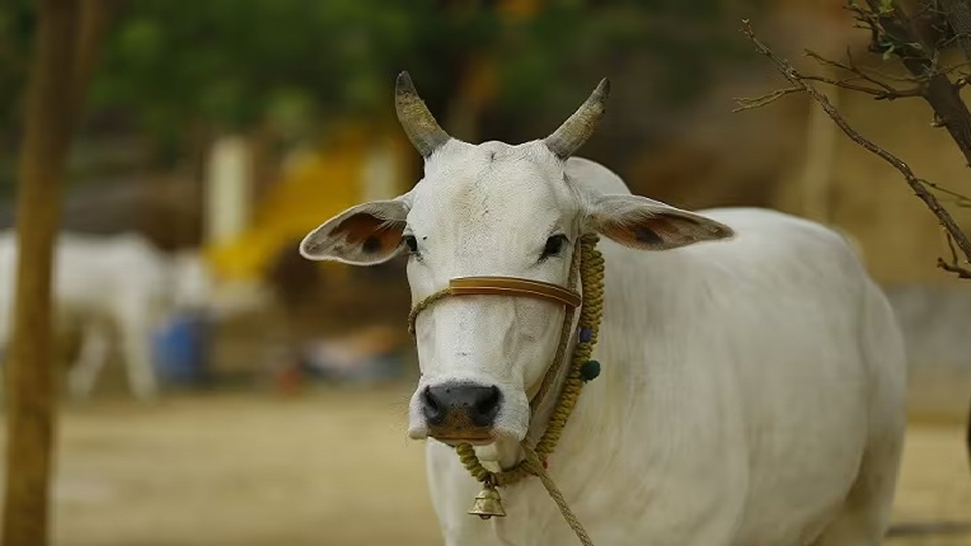 কোরবানির পশু হারিয়ে গেলে যা করবেন