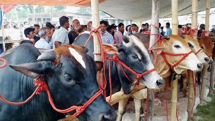 কোরবানির পশুর প্রতি সদয় আচরণ