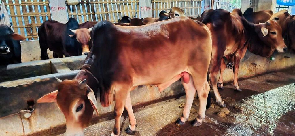 খুলনায় এবার কোরবানির পশুর চাহিদার চেয়ে উৎপাদন বেশি