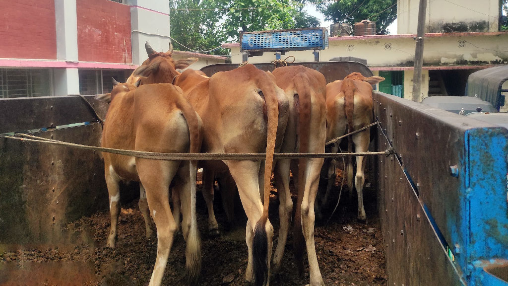 রাউজানে ছিনতাই হওয়া ৮ গরু উদ্ধার