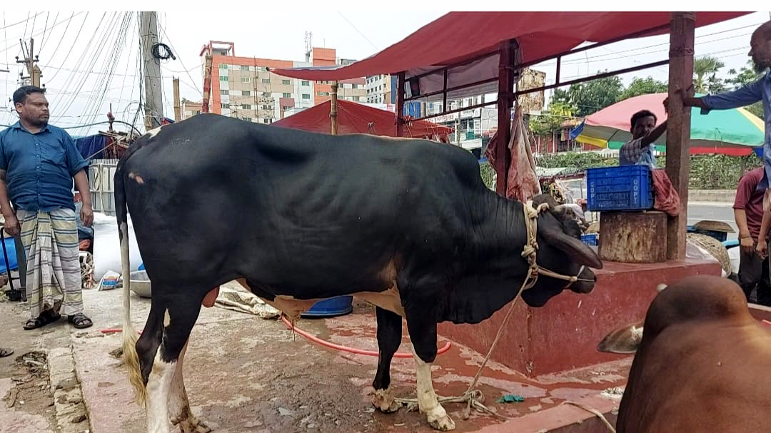 ডাকাতির পর গাজীপুরের কসাইখানা থেকে উদ্ধার ৮ গরু