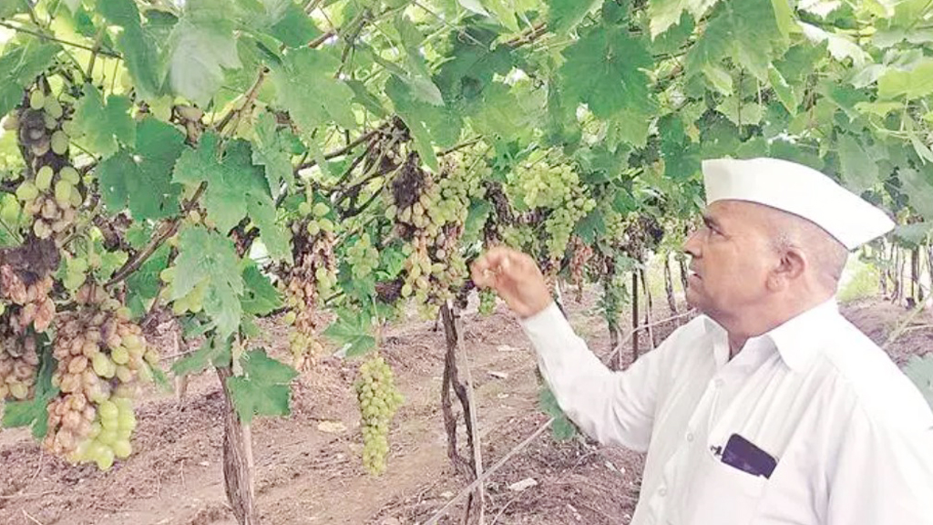 বাংলাদেশে আঙুর রপ্তানি কমেছে, দুশ্চিন্তায় ভারতের চাষিরা