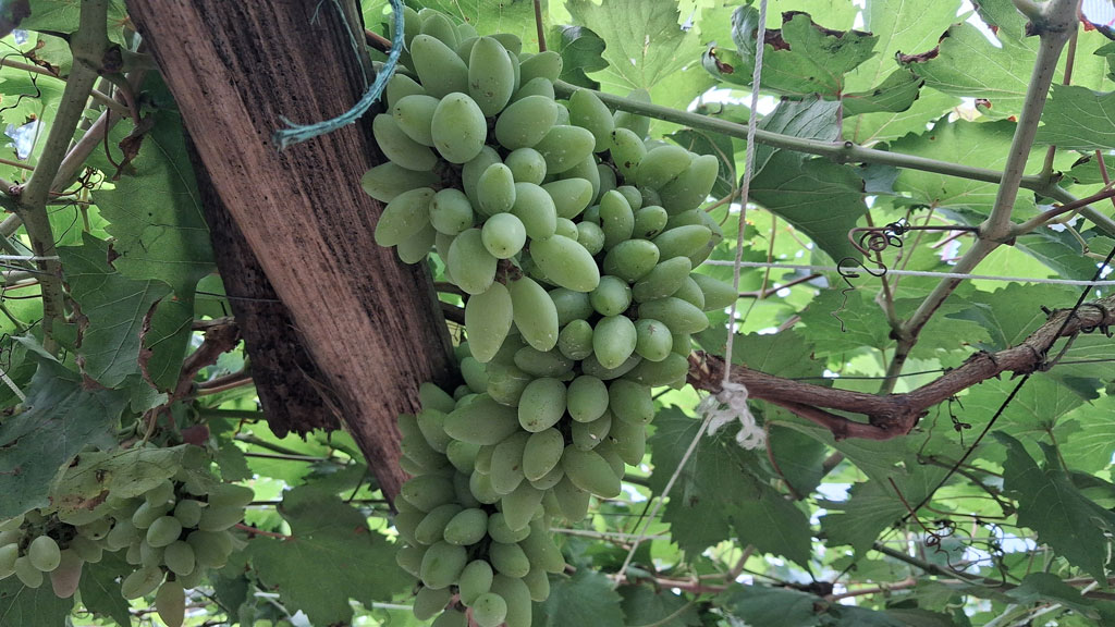 দেশের মাটিতে বিদেশি আঙুর চাষ: প্রথম বছরেই বাজিমাত