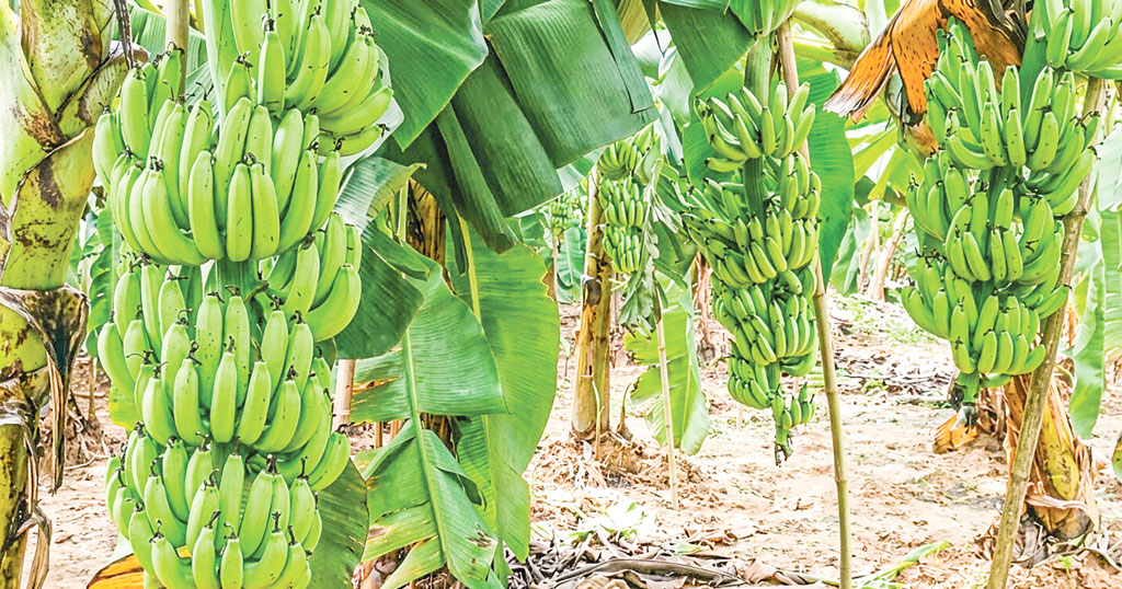 কৃষিপণ্য রপ্তানি: কালীগঞ্জের কাঁচকলা যুক্তরাজ্যের বাজারে