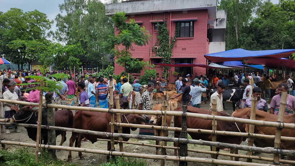স্বাস্থ্যকেন্দ্র থেকে গরুর হাট সরাতে নোটিশ, ইজারা বাতিলের হুঁশিয়ারি