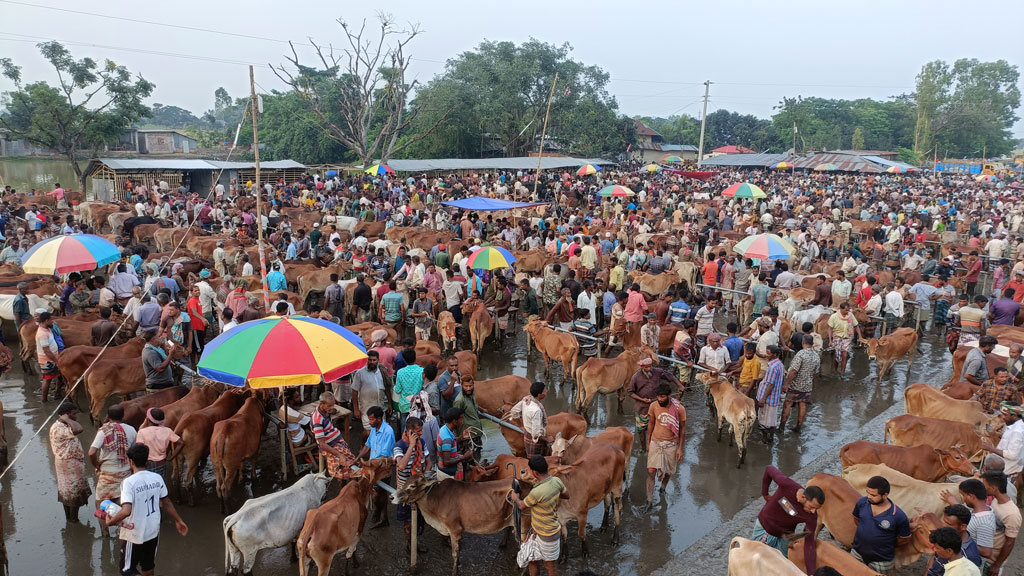 শেষ মুহূর্তেও ছোট-মাঝারি গরুতে টানাটানি, বড় গরুতে খামারিদের হতাশা
