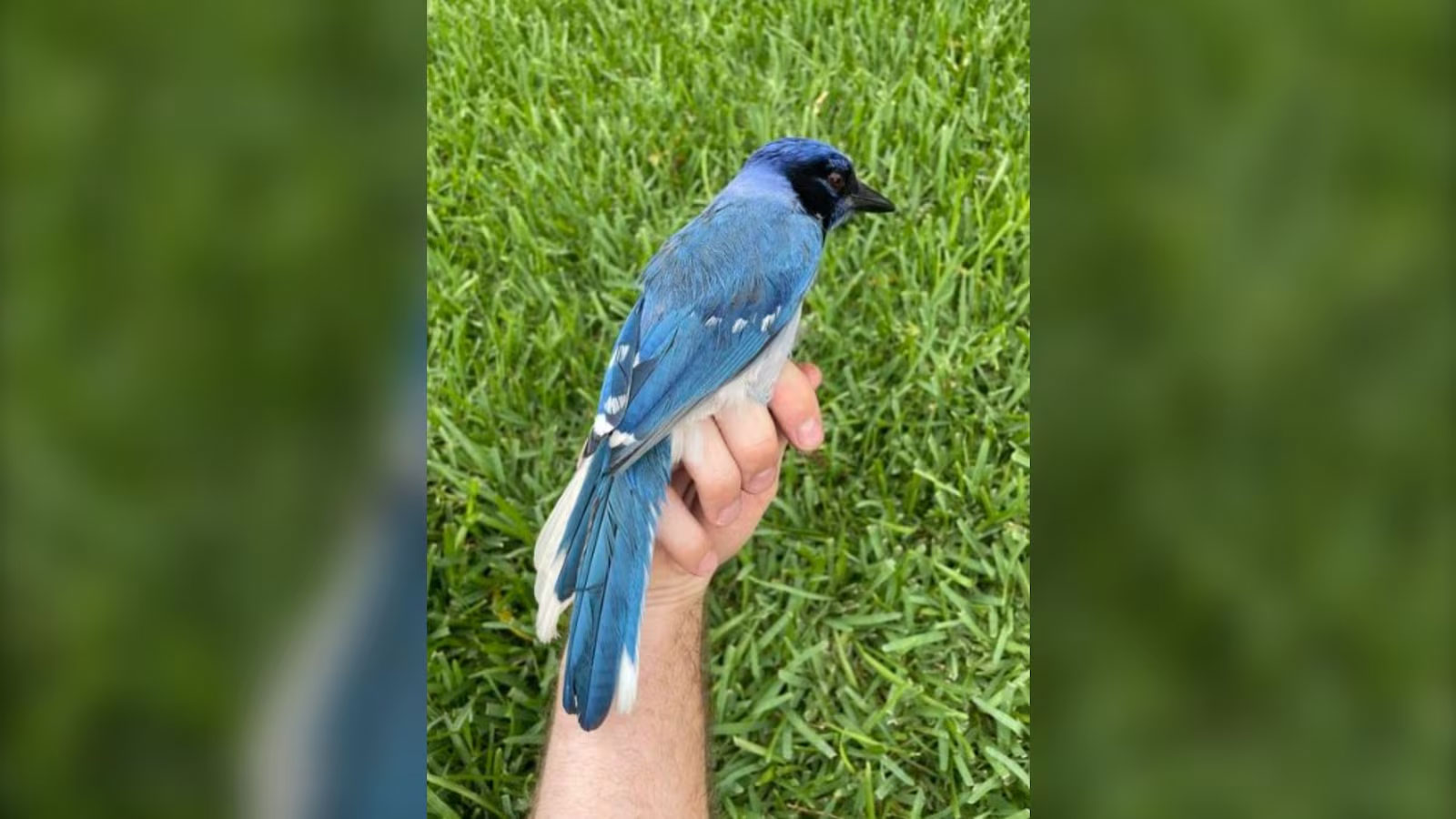 টেক্সাসে হঠাৎ নতুন প্রজাতির পাখির উদয়, যে ব্যাখ্যা দিচ্ছেন বিজ্ঞানীরা
