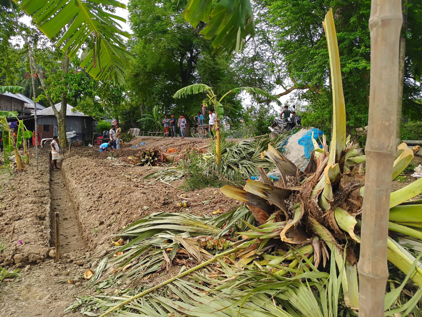 গুরুদাসপুরে সরকারি সড়কের গাছ কেটে দোকানঘর নির্মাণের অভিযোগ