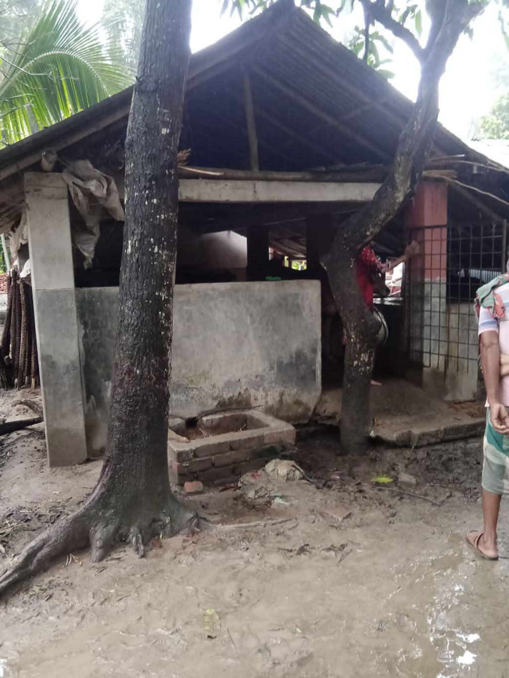 বৃষ্টির রাতে সব গরু নিয়ে বাগানে চোর, তবে...