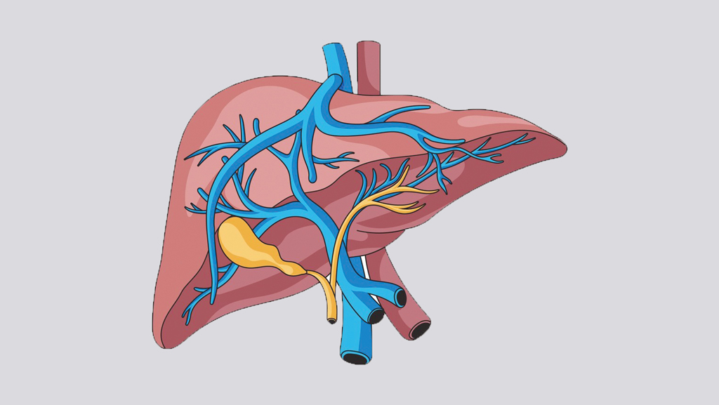লিভার সুস্থ রাখতে যা করবেন