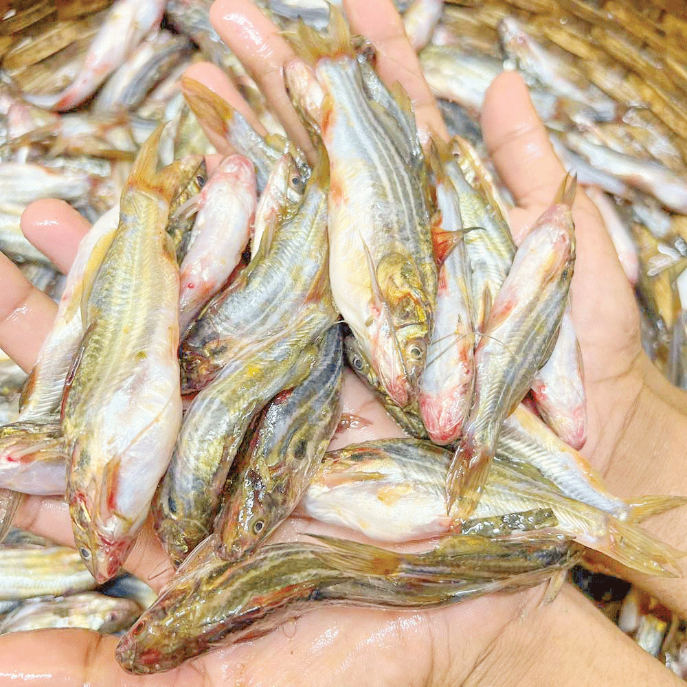 মিঠাপানির মাছ রপ্তানিতে রেকর্ড