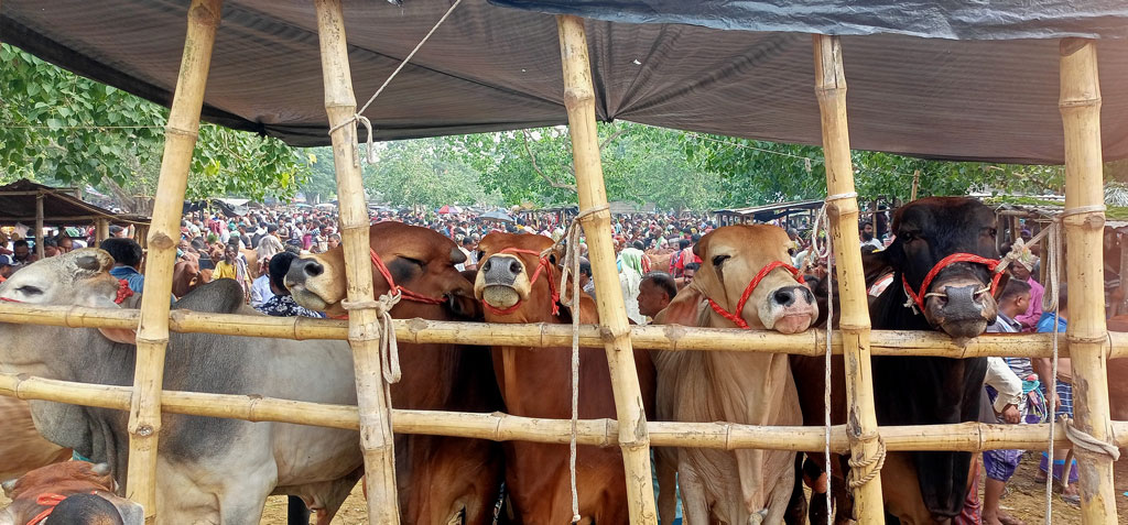 মেহেরপুর গাংনী উপজেলার ঐতিহ্যবাহী বামন্দী পশুর হাটে বেড়েছে ক্রেতা-বিক্রেতার ভিড়। ছবি: আজকের পত্রিকা