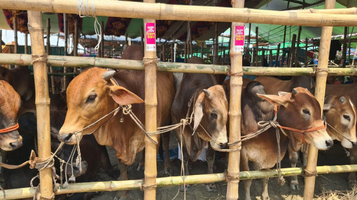 রাজধানীর পশুর হাট: হাট প্রস্তুত, ক্রেতার অপেক্ষা