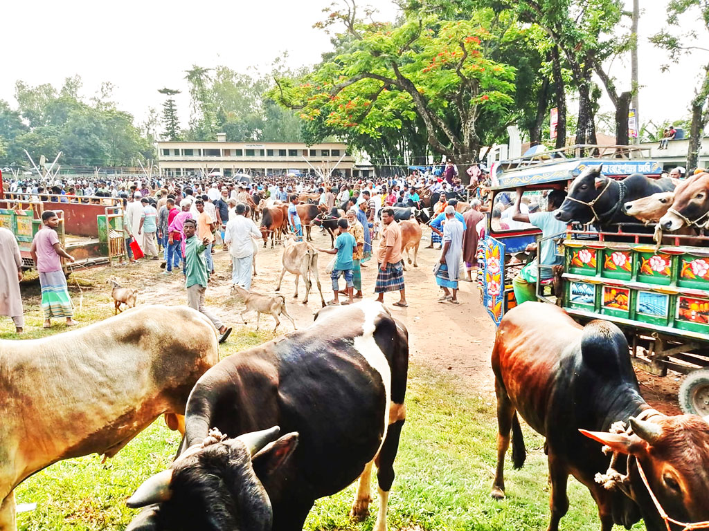 আবারও স্কুলমাঠে পশুর হাট, প্রশাসন নীরব