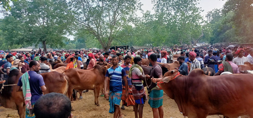 মেহেরপুরের ঐতিহ্যবাহী বামন্দী পশুর হাটে জমে উঠেছে বেচাকেনা, বেশি চাহিদা মাঝারি গরুর