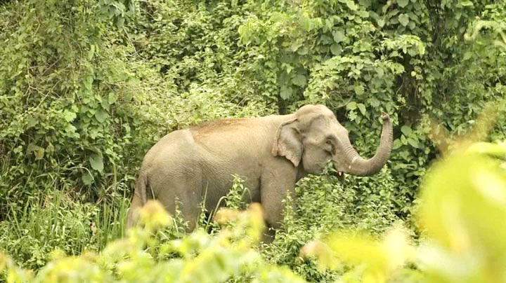 বাগান পরিষ্কারের সময় হাতির আক্রমণে শ্রমিকের মৃত্যু