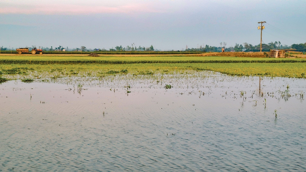 বৃষ্টির পানিতে তলিয়ে গেছে ৫০০ একর জমির ধান