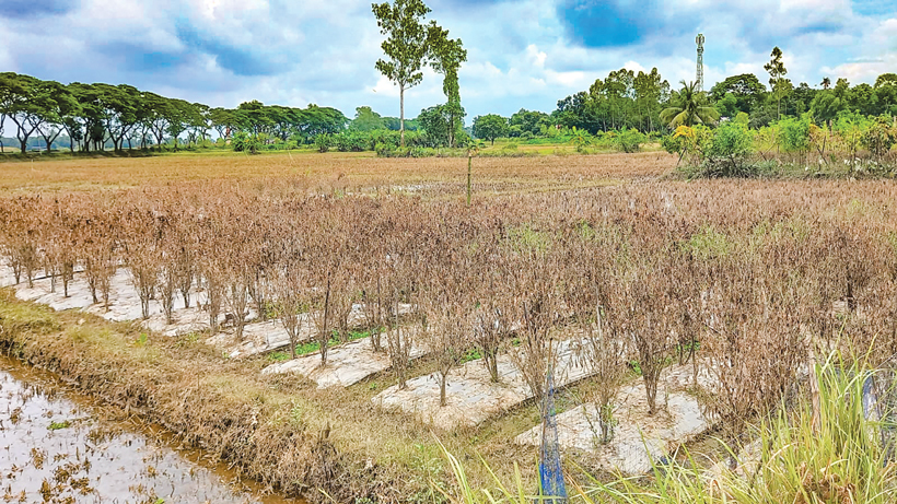 বন্যায় সর্বস্বান্ত কৃষকেরা: ৬ জেলায় ৪০ হাজার হেক্টর জমির ফসলের ক্ষতি