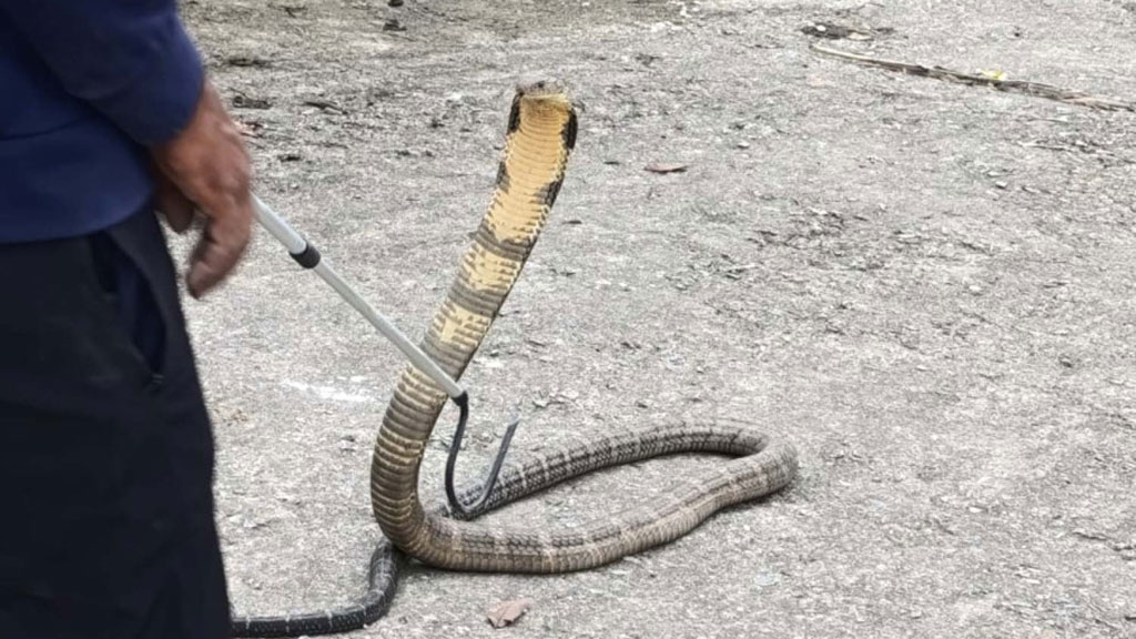 মাউন্ট এভারেস্টে নতুন বিপদ—কিং কোবরা!
