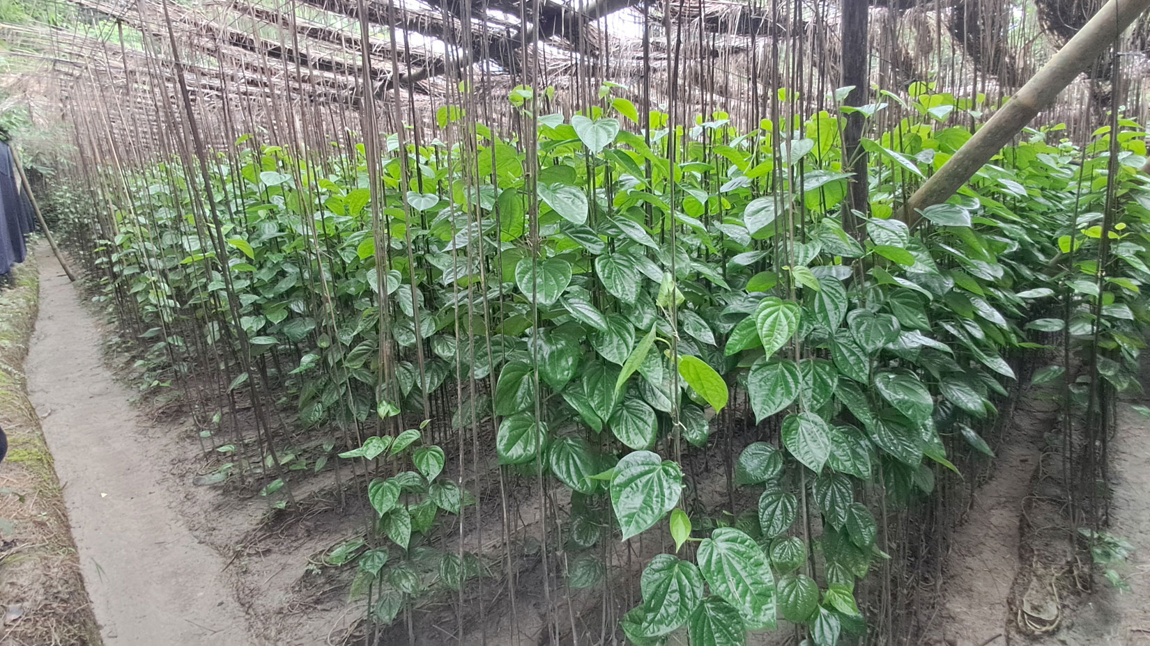 চাঁদপুরের হাইমচরে বছরে ৫০ কোটি টাকার পান বিক্রি