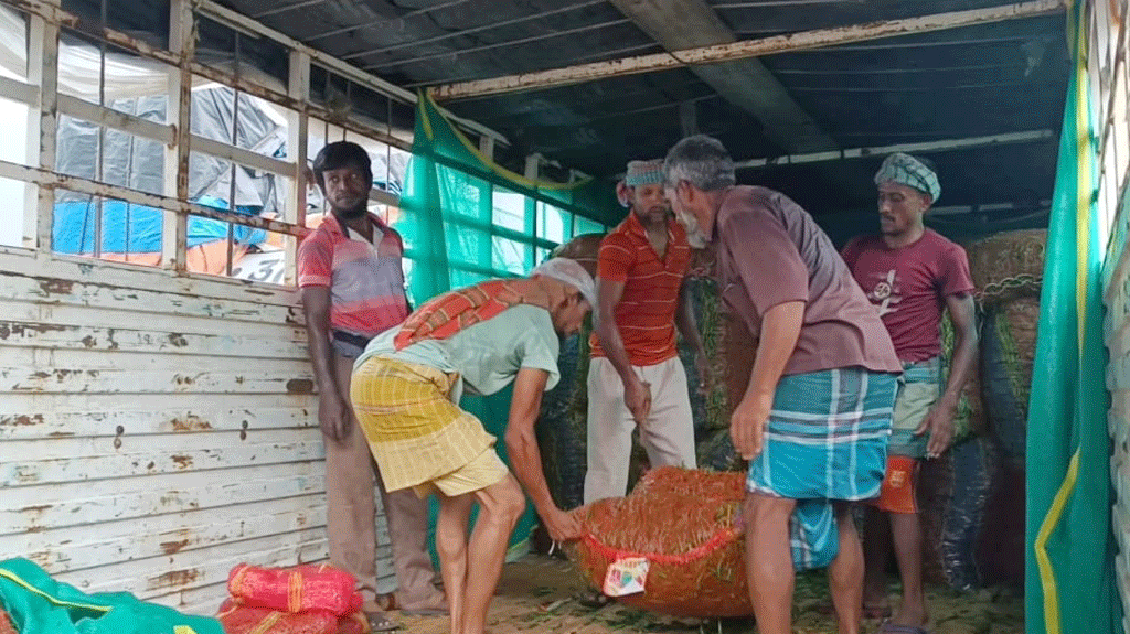 হিলিতে আমদানি শুরু, কাঁচা মরিচের কেজিতে কমল ১০০ টাকা