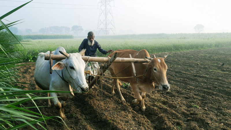 গ্রামবাংলার ঐতিহ্য লাঙল দিয়ে হালচাষ। প্রায় সব জায়গায় জমি চাষে ট্রাক্টর, পাওয়ার টিলারসহ নানা প্রযুক্তির ব্যবহার শুরু হলেও কিছু কিছু এলাকায় এখনো দেখা যায় গরু ও লাঙল দিয়ে হালচাষ। হোসেনাবাদ, দৌলতপুর, কুষ্টিয়া, ২ মার্চ ২০২৫। ছবি: তামিম আদনান।