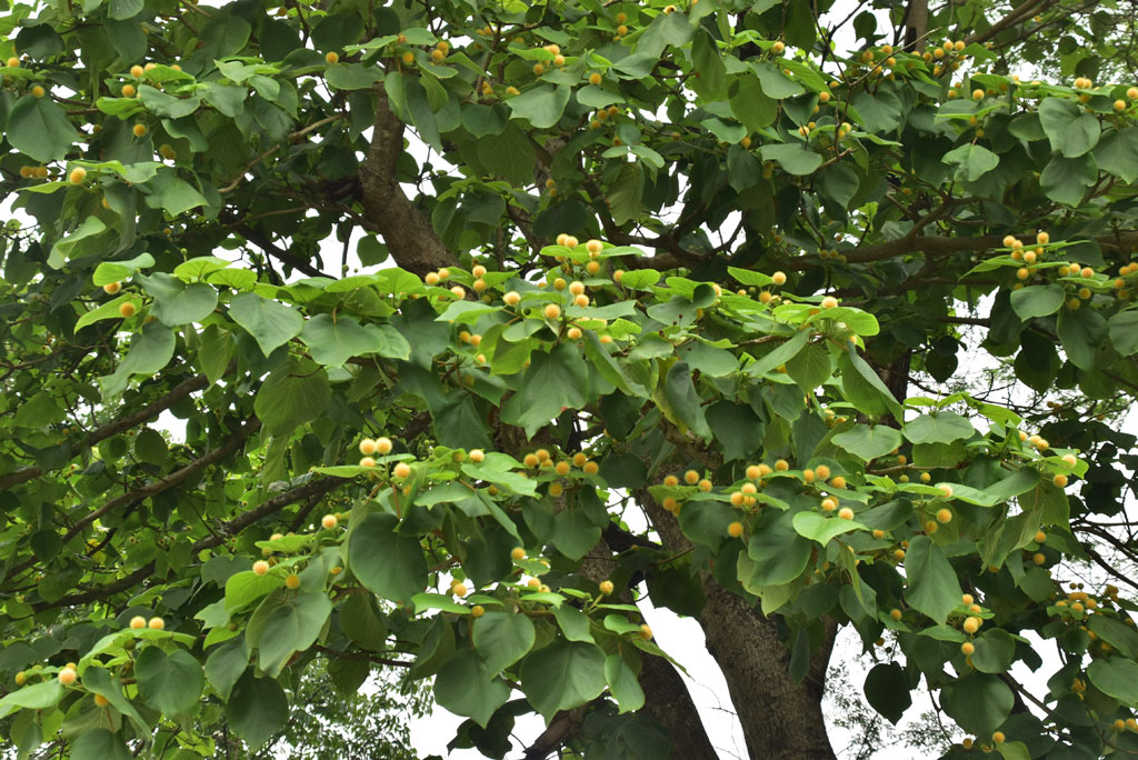 আদিনা কর্ডিফোলিয়া একটি সপুষ্পক উদ্ভিদ। এটি কাদম্বা বা হলদুগাছ নামেও পরিচিত। ছবিটি রুয়েটের বাগান থেকে তোলা। ছবি: মিলন শেখ