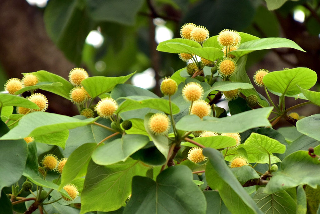 আদিনা কর্ডিফোলিয়া একটি সপুষ্পক উদ্ভিদ। এটি কাদম্বা বা হলদুগাছ নামেও পরিচিত। ছবিটি রুয়েটের বাগান থেকে তোলা। ছবি: মিলন শেখ