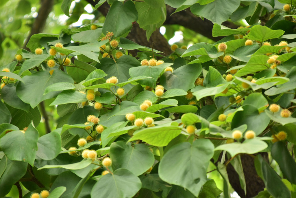 দিনের ছবি (০৮ জুন, ২০২৫)