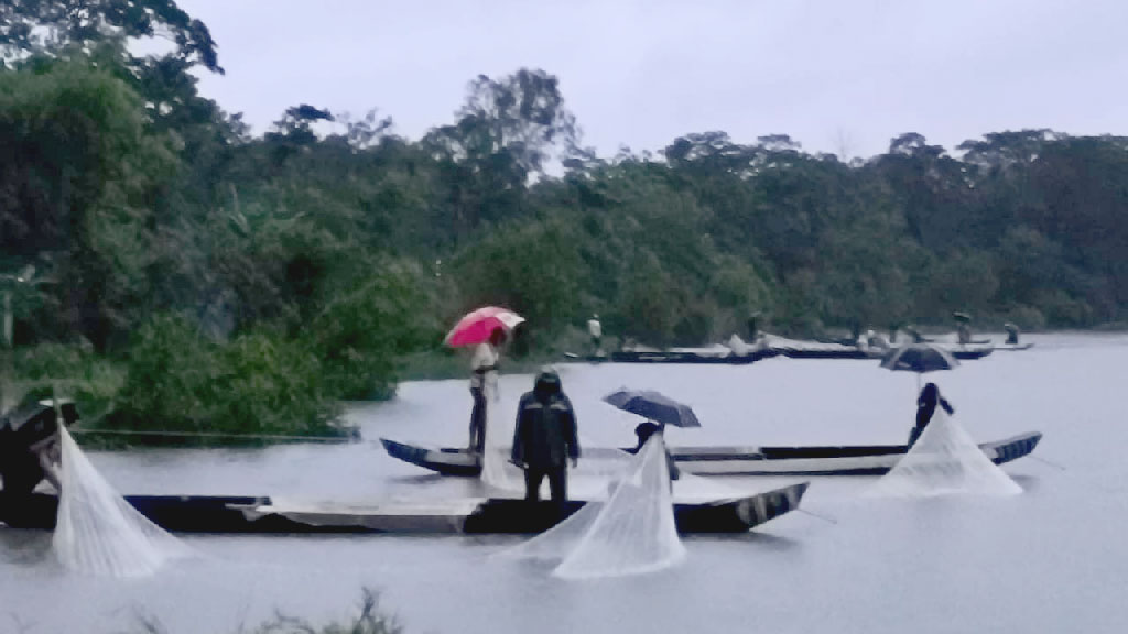 হালদা নদীতে ডিম ছাড়ছে মা মাছ, চলছে সংগ্রহের উৎসব