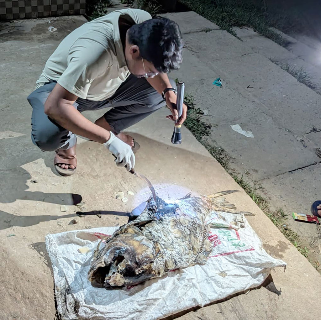 হালদায় ভেসে উঠেছে ২০ কেজি ওজনের মৃত কাতলা