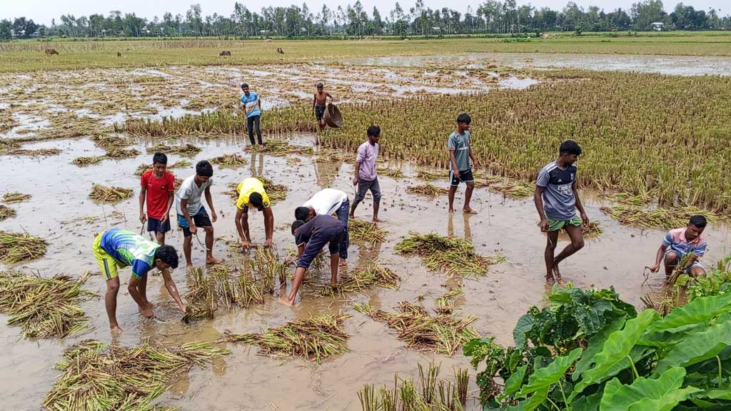 খেলার মাঠ নেই, তাই বোরোখেতের নাড়া কেটে ফুটবলের মাঠ বানাচ্ছেন কিশোরেরা