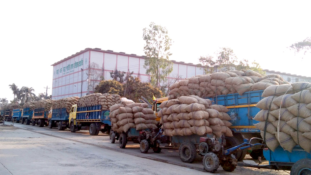 ২২ টাকা কেজিতে ৫০ হাজার টন আলু কিনবে সরকার