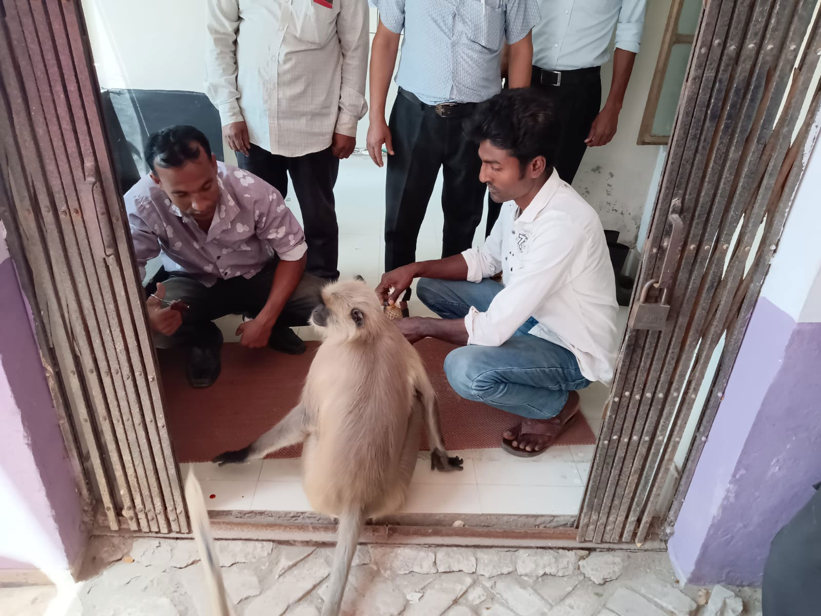 আহত প্রাণীটিকে প্রাথমিক চিকিৎসা দেওয়া হয়। ছবি: সংগৃহীত