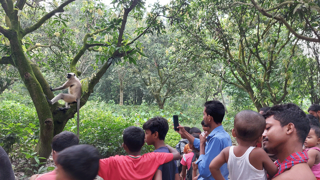 লোকালয়ে এসে বিপাকে দলছুট হনুমান: উদ্ধার কোনো সমাধান নয়—বলছে বন বিভাগ