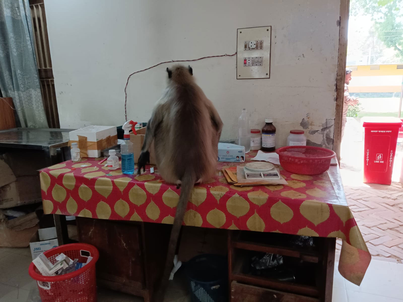 ঝিকরগাছায় পশু হাসপাতালে হাজির আহত হনুমান