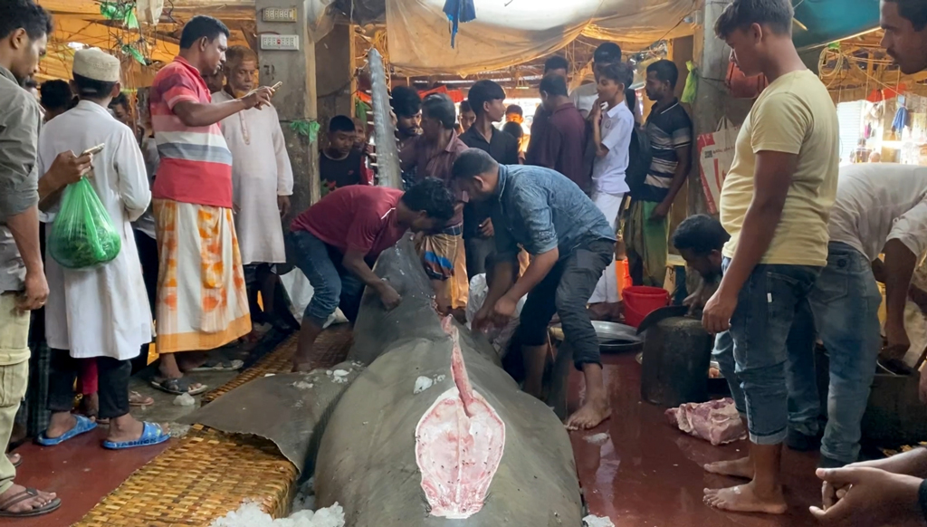 জেলের জালে করাতি হাঙর, বিক্রি হলো ৮ লাখ টাকায়