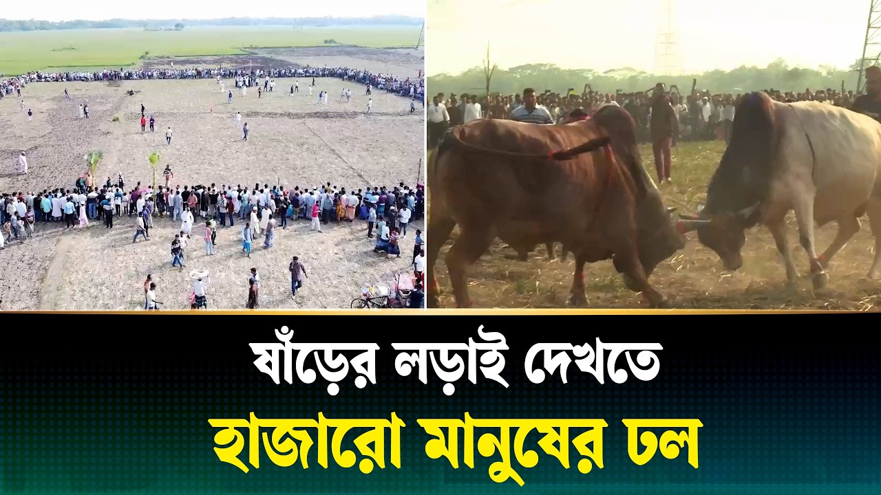 অনুষ্ঠিত হলো গ্রামবাংলার ঐতিহ্যবাহী ষাঁড়ের লড়াই