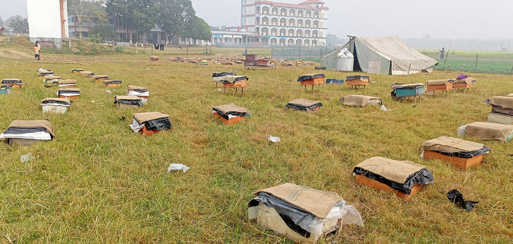 সরিষাখেতে ৮৫টি মৌ-বাক্স, এক সপ্তাহ পর শুরু হবে মধু সংগ্রহ