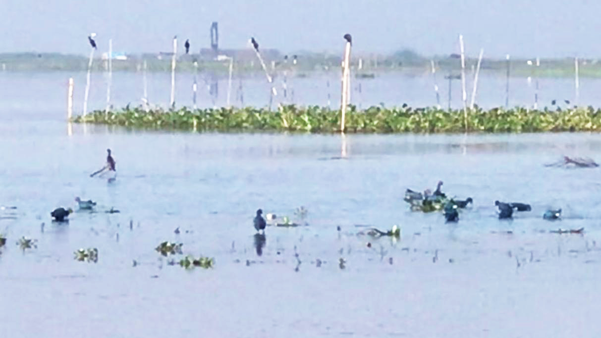 হাওরে অতিথি পাখি নিধন থামছেই না