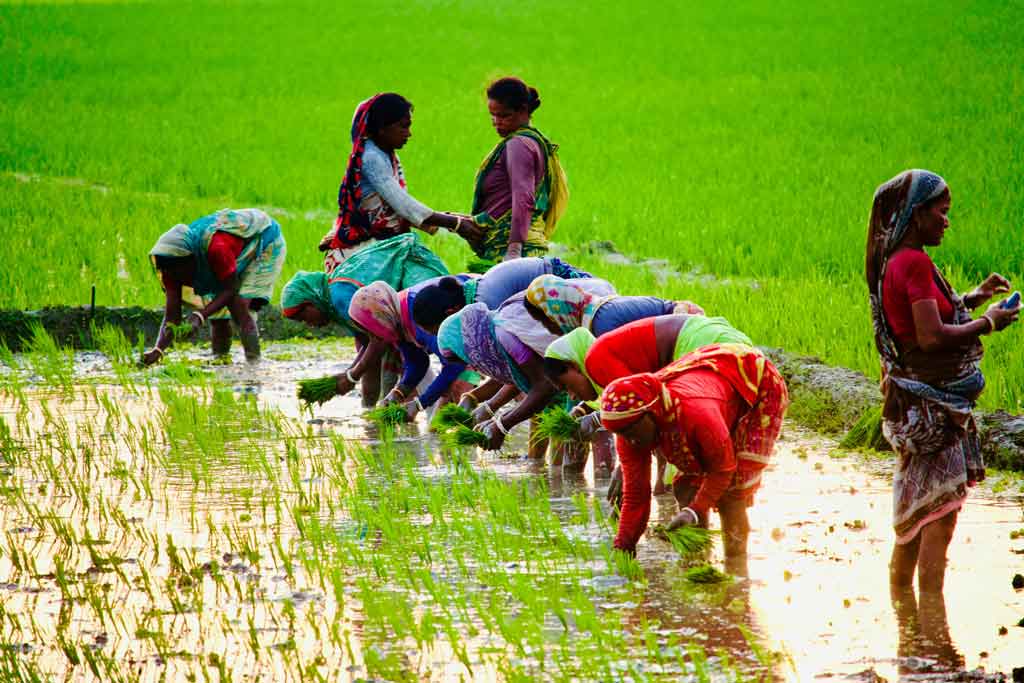 হাওরে কৃষিকাজে নারীর কদর বেশি, মজুরি কম