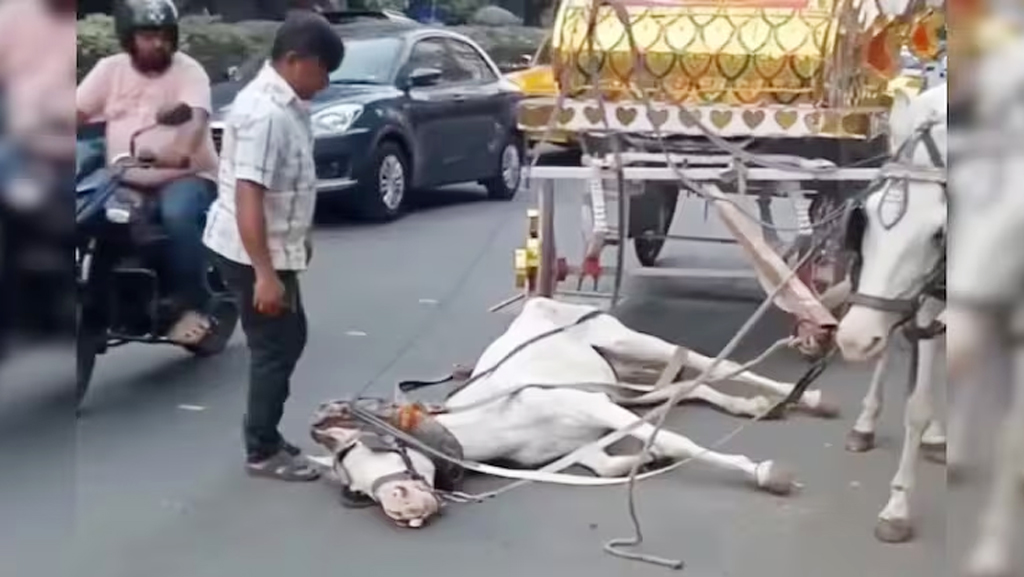 রাস্তায় লুটিয়ে পড়ল হাড্ডিসার ঘোড়া, কলকাতায় জুড়িগাড়ি নিষিদ্ধের দাবি