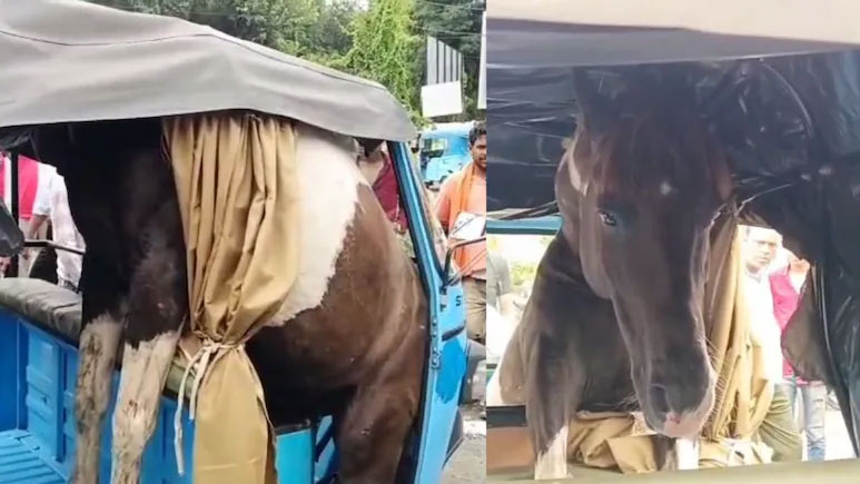 মাঝ রাস্তায় ২ ঘোড়ার তাণ্ডব, রিকশায় সওয়ার একটি, আহত ২