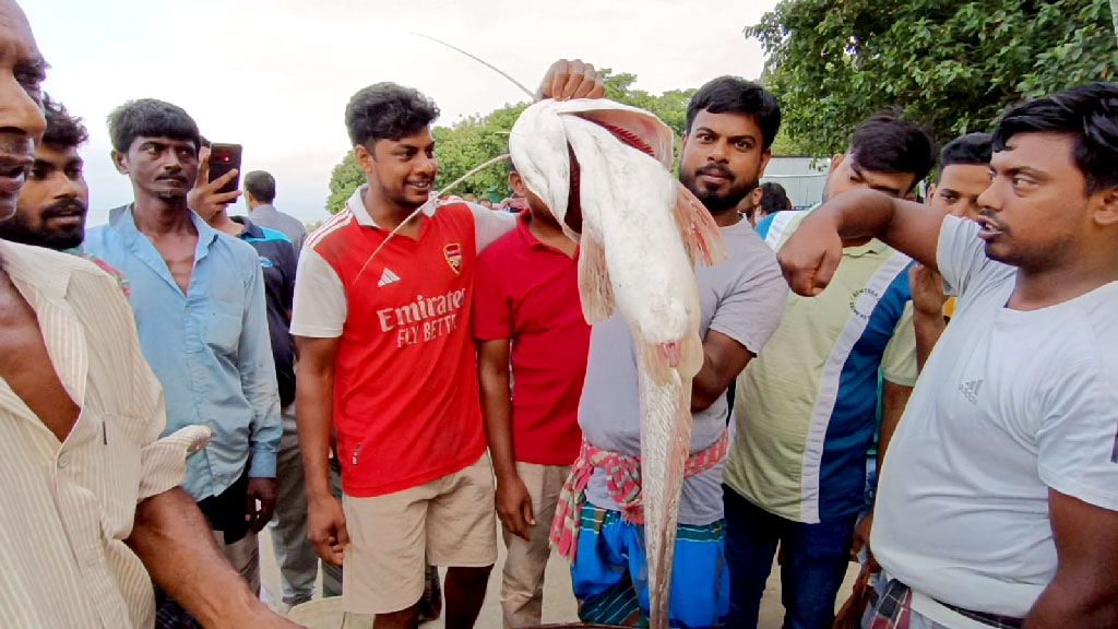 হরিরামপুরে পদ্মায় ধরা পড়ল ১৩ কেজির বোয়াল