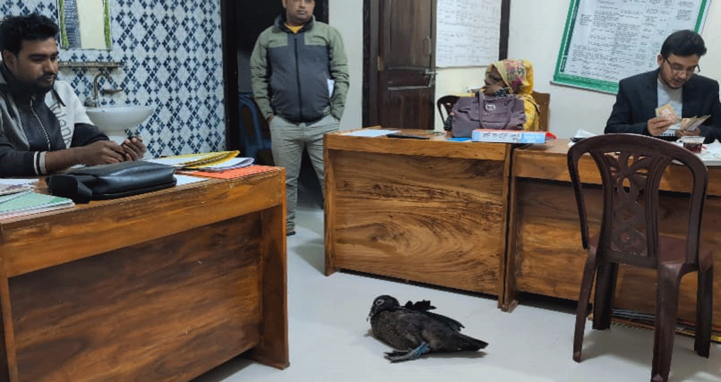 শখের হাঁসটি ধরে নিয়ে গেলেন এনজিও কর্মীরা