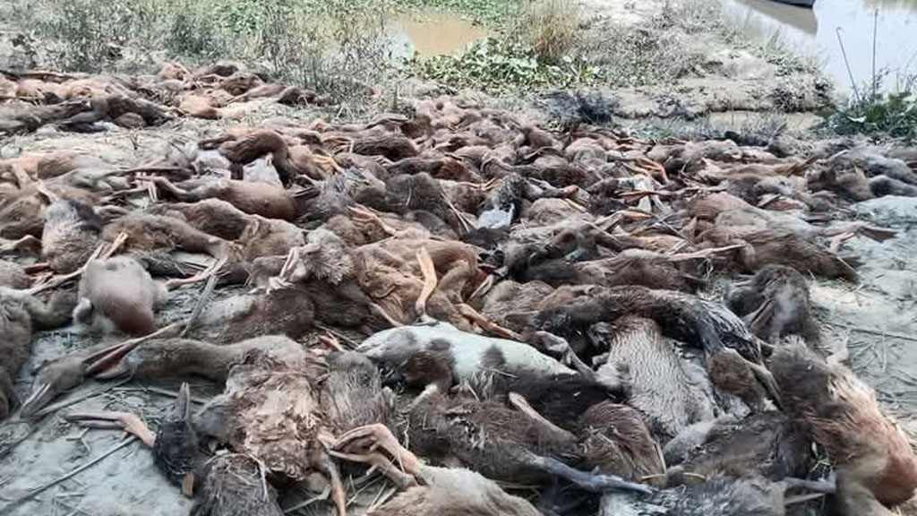 হাওরে খাবারের সন্ধানে গিয়ে মারা গেল ১২০০ হাঁস