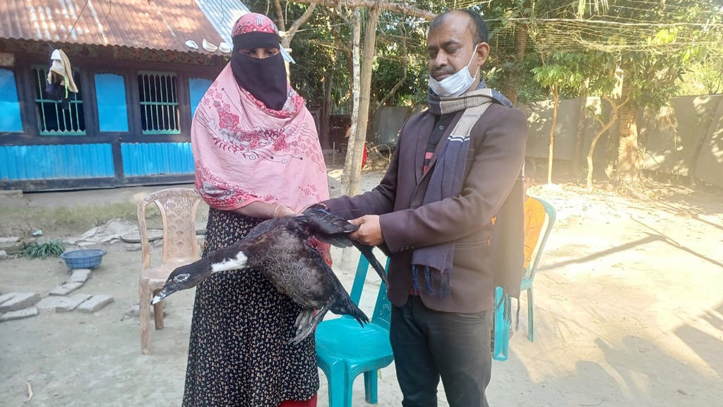 অবশেষে সেই শখের হাঁসটি নারীকে ফেরত দিলেন এনজিও কর্মকর্তারা
